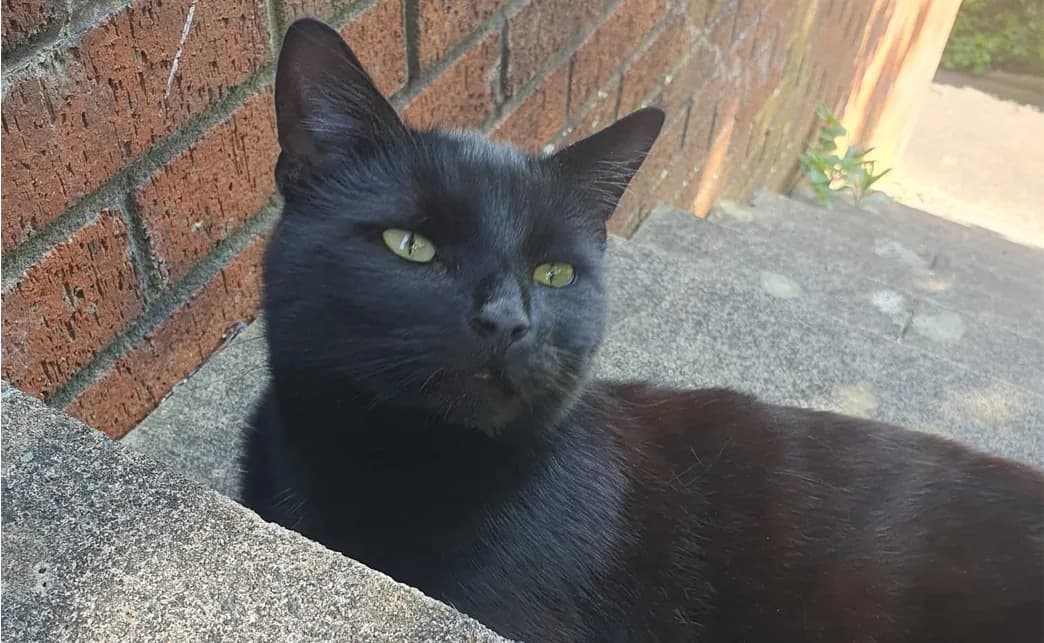 Original outdoor photo of Chuck, a black cat beside a brick wall