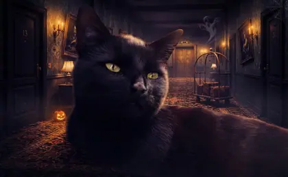 Black cat inside a haunted hotel corridor with orange and violet Halloween lighting