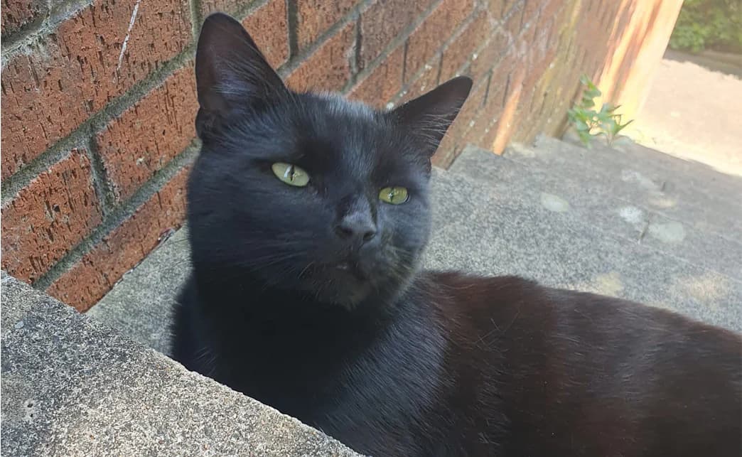 Original close-up photo of Chuck, a black cat with green eyes