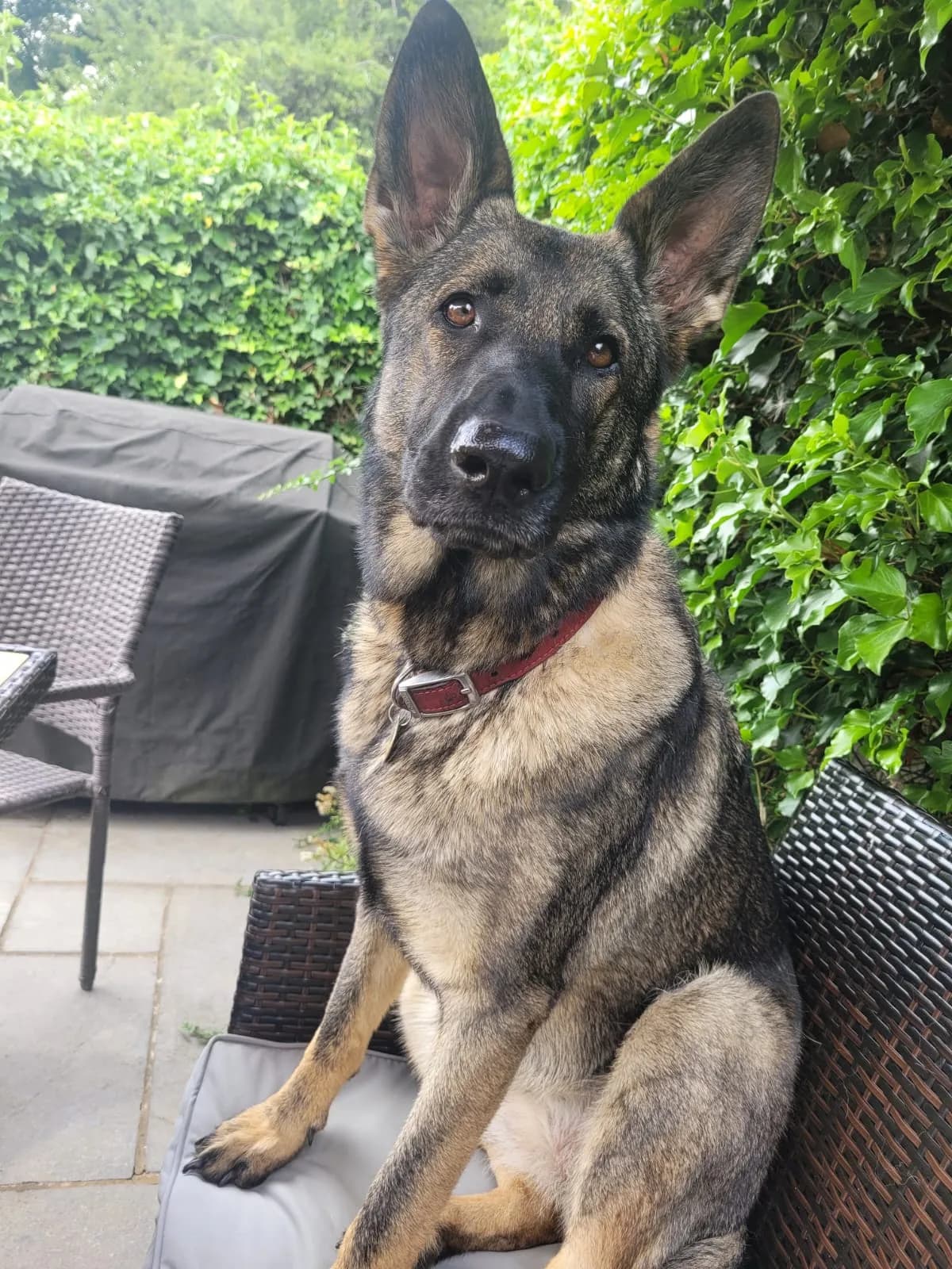 Original outdoor portrait of Eve, a German Shepherd