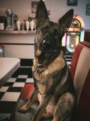 German Shepherd sitting in a 1950s diner photographed on nostalgic colour film