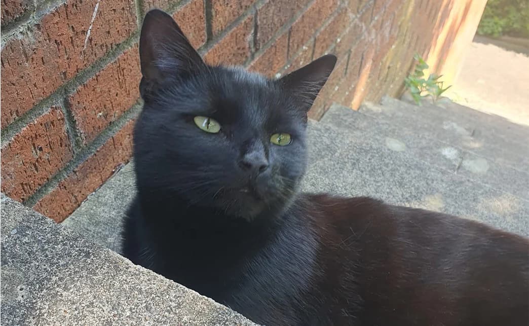 Original close-up photo of Chuck, a black cat with green eyes