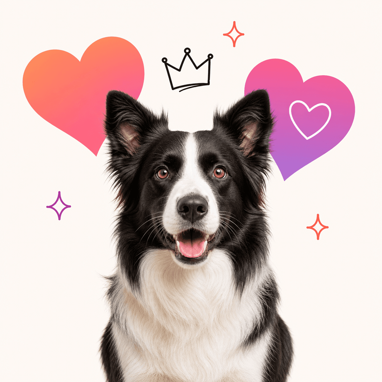 A border collie with colourful hearts, a hand-drawn crown and sparkles