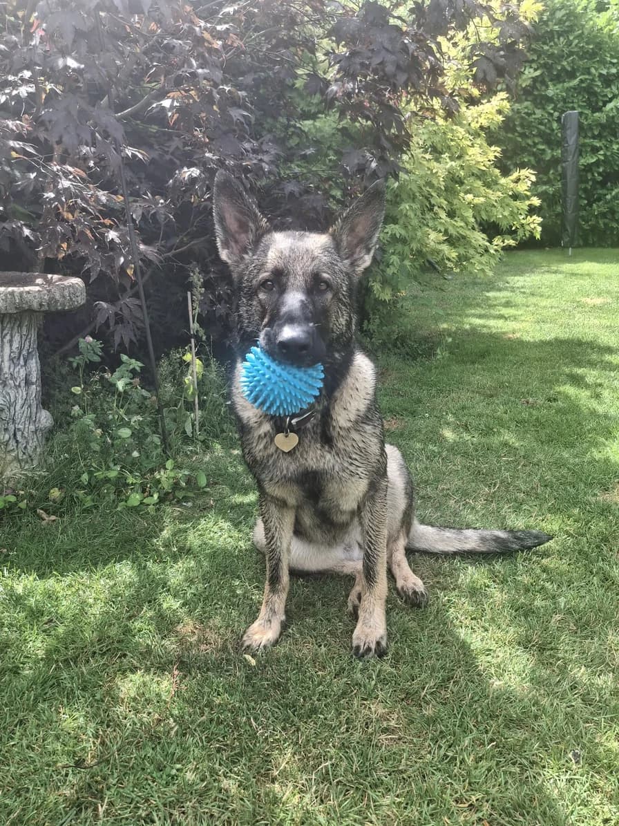 Original photo of Eve sitting on grass with a blue ball