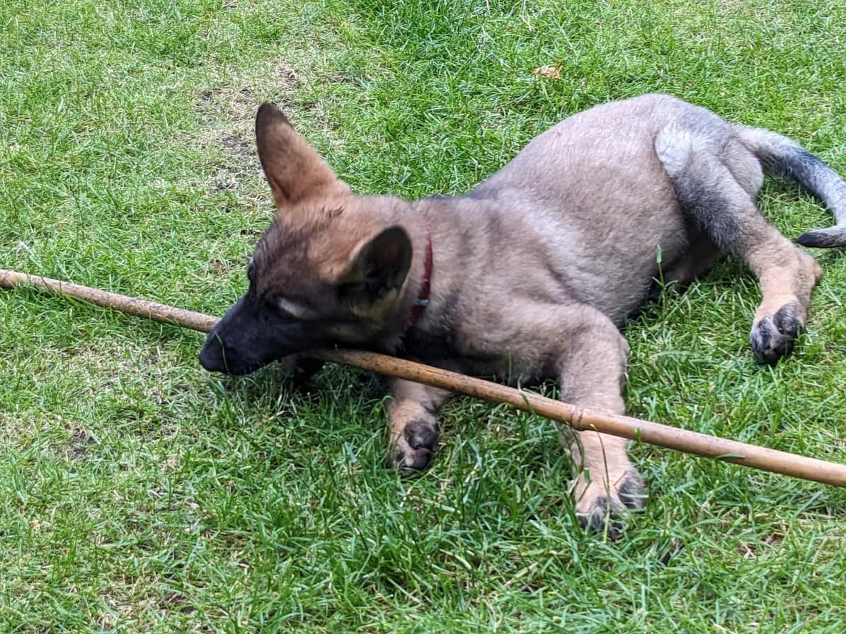 Original photo of Eve as a puppy lying on grass with a long stick