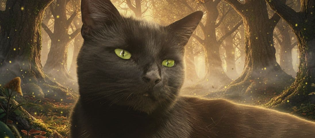 Cat Photo Editor Tips