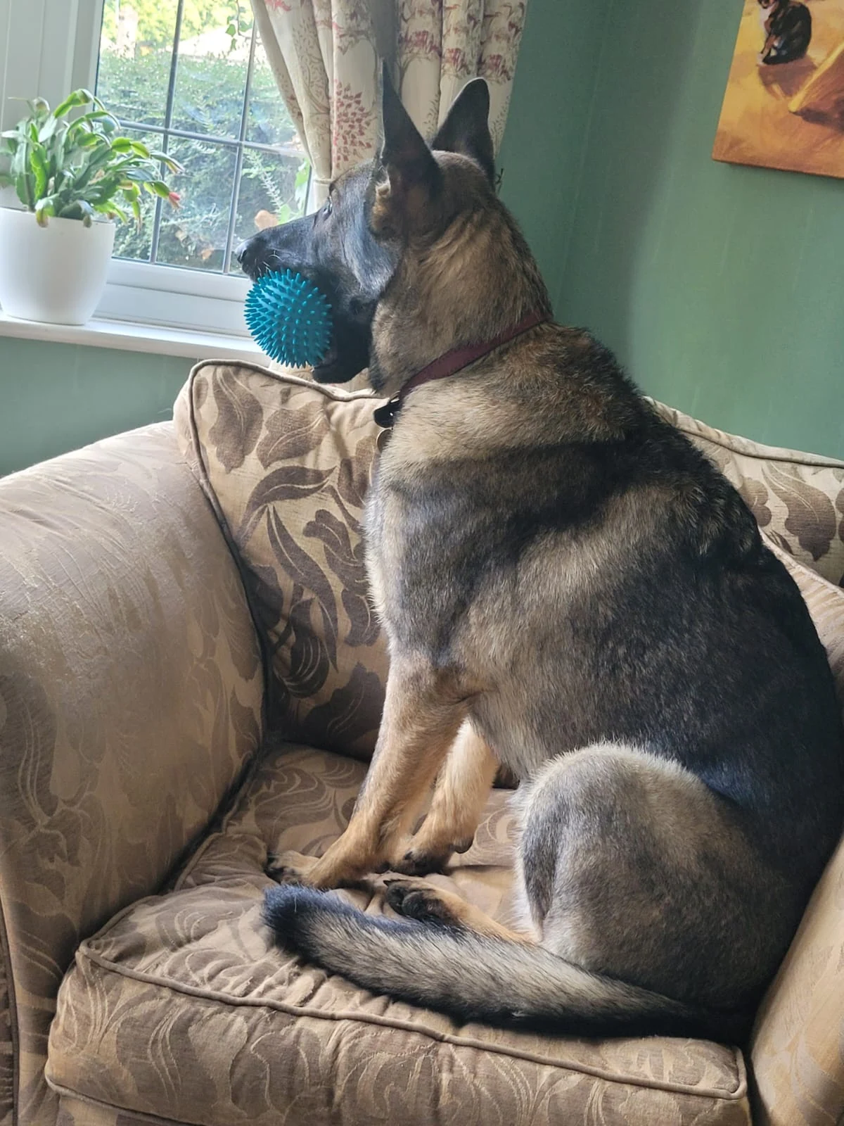 Original photo of Eve, a German Shepherd sitting on a sofa with a blue ball