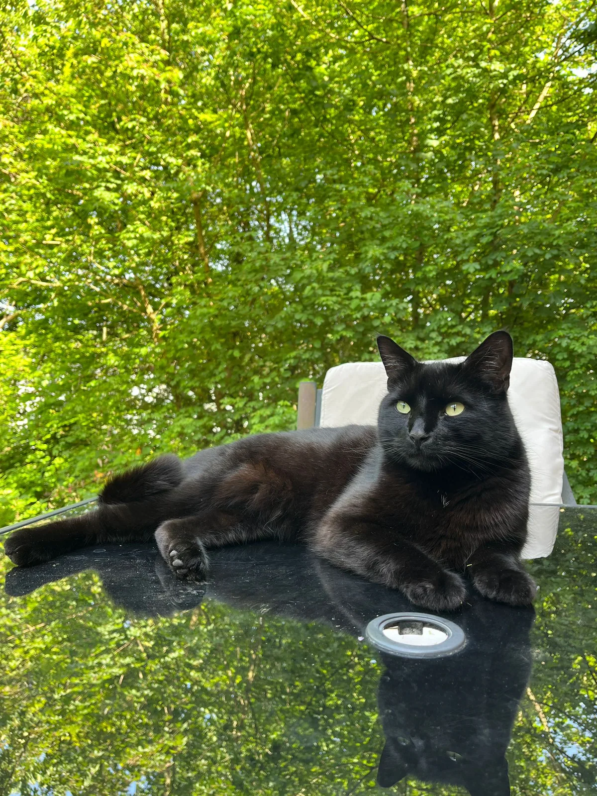 Original photo of Chuck, a black cat relaxing indoors