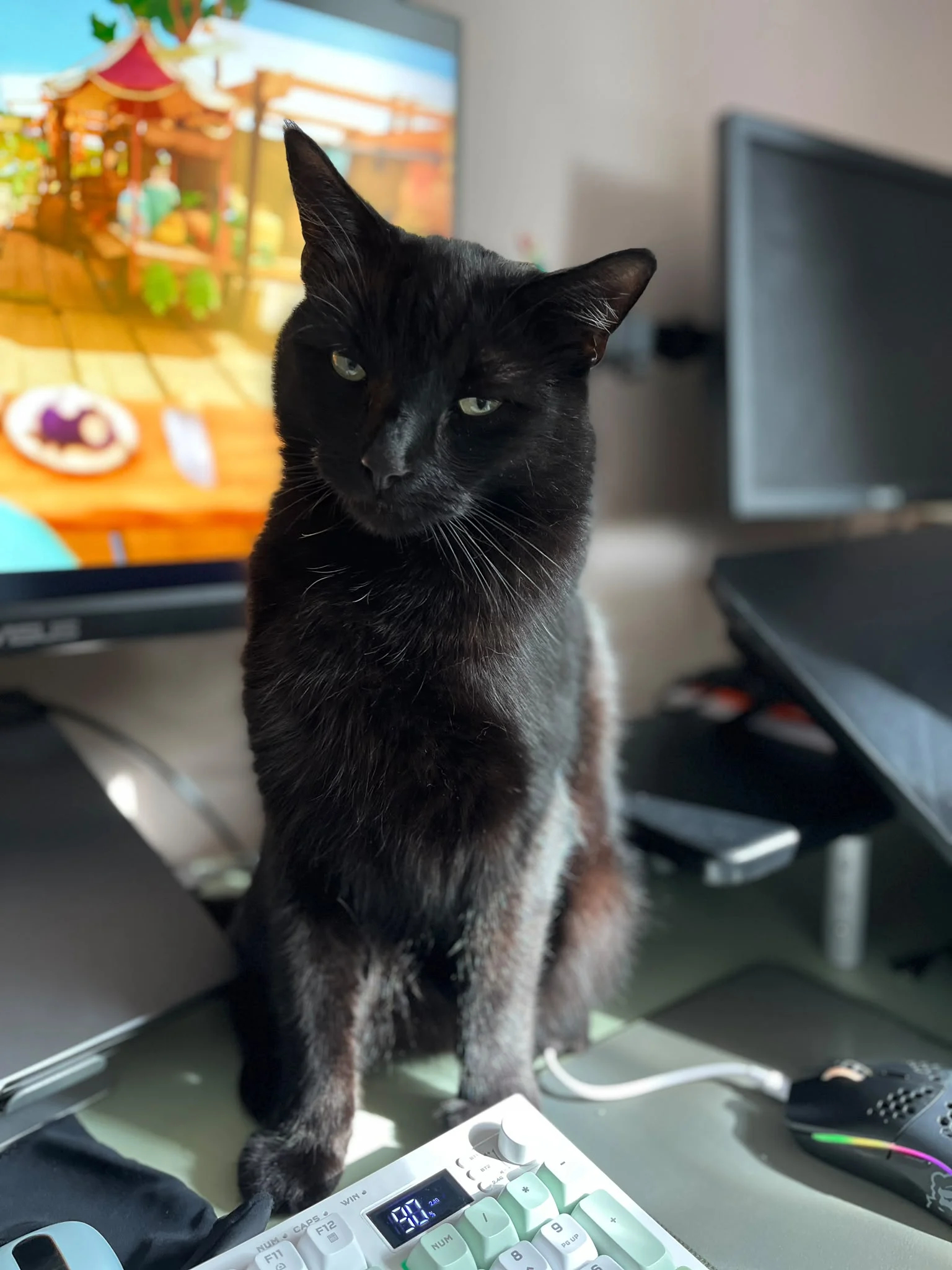 Original photo of Chuck, a black cat sitting beside a keyboard