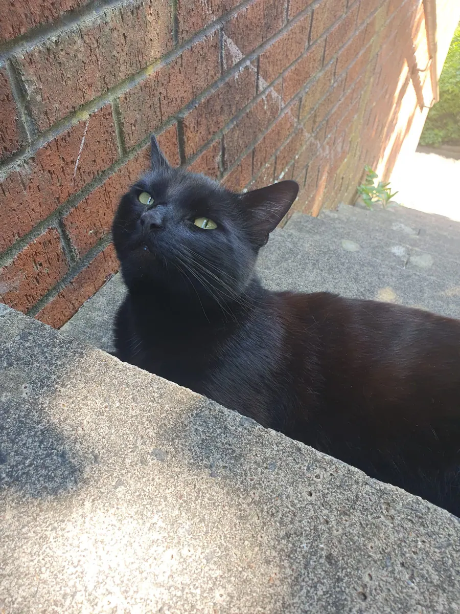 Original photo of Chuck, a black cat looking upward