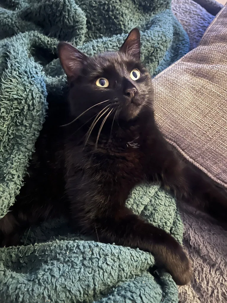Original portrait of Chunk, a black cat reclining among green blankets