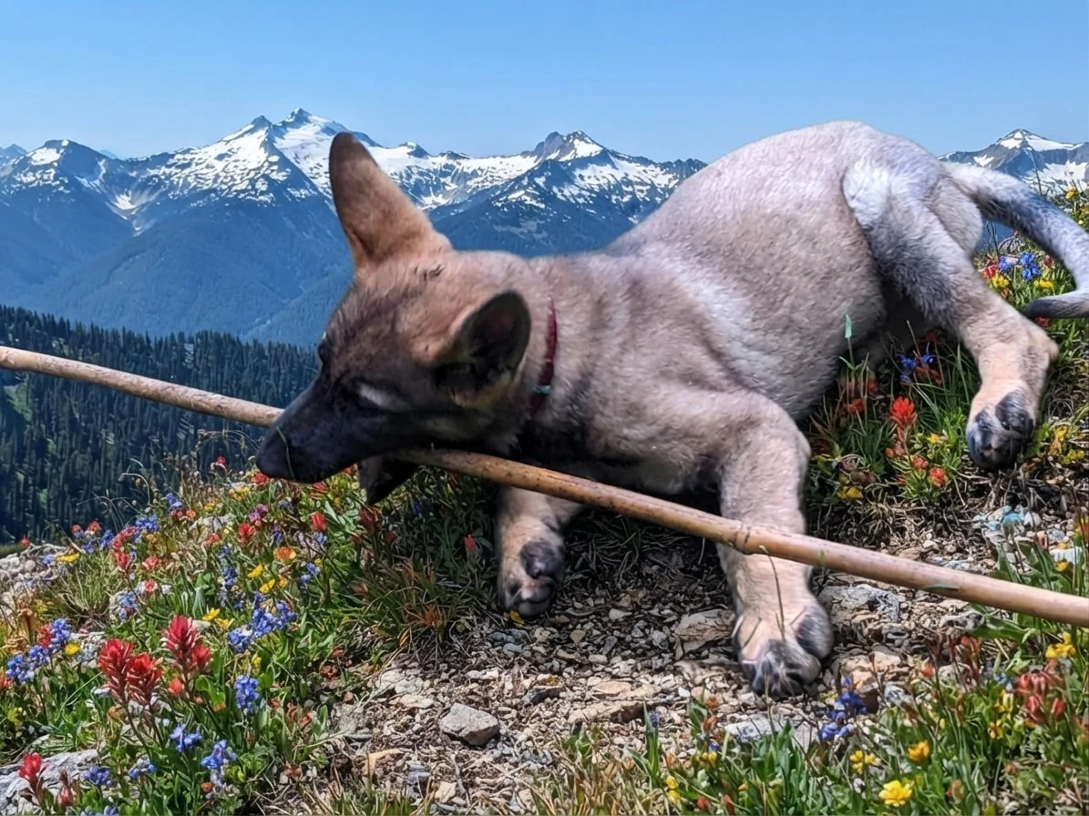 Tan dog with a stick resting among wildflowers before snow-capped mountains