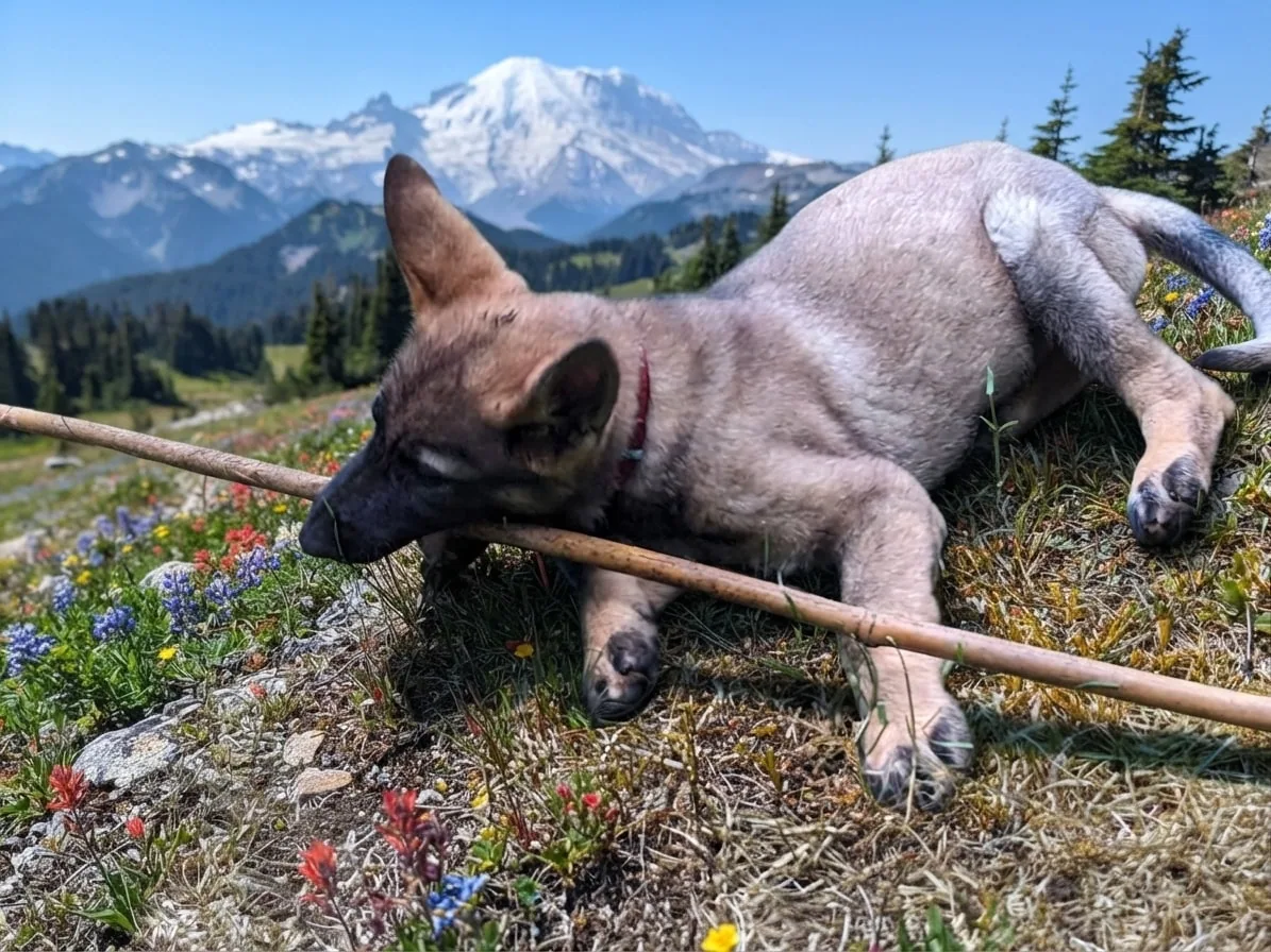 Tan dog with a stick resting among wildflowers before snow-capped mountains