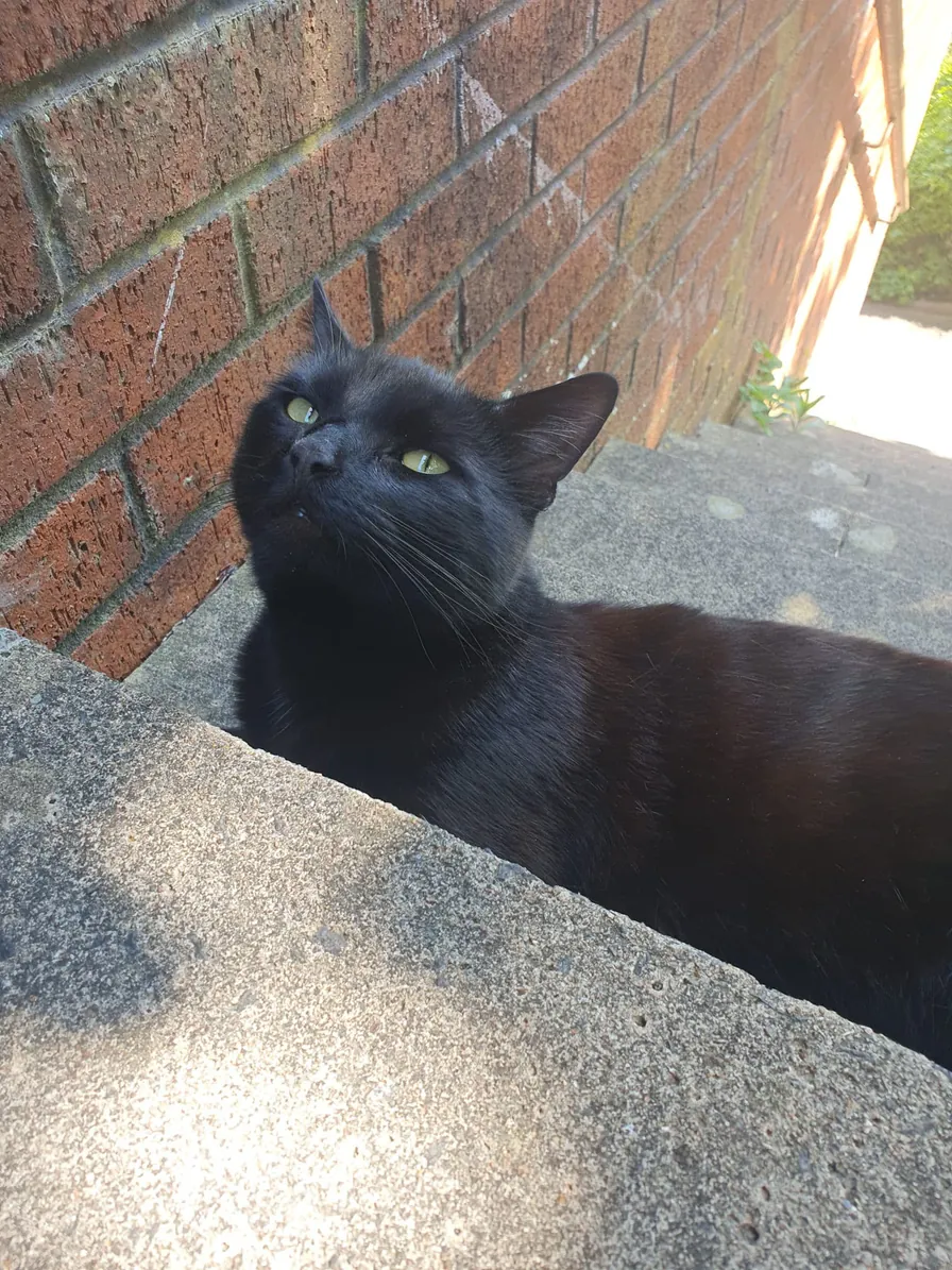 Original photo of Chuck, a black cat looking upwards beside a brick wall