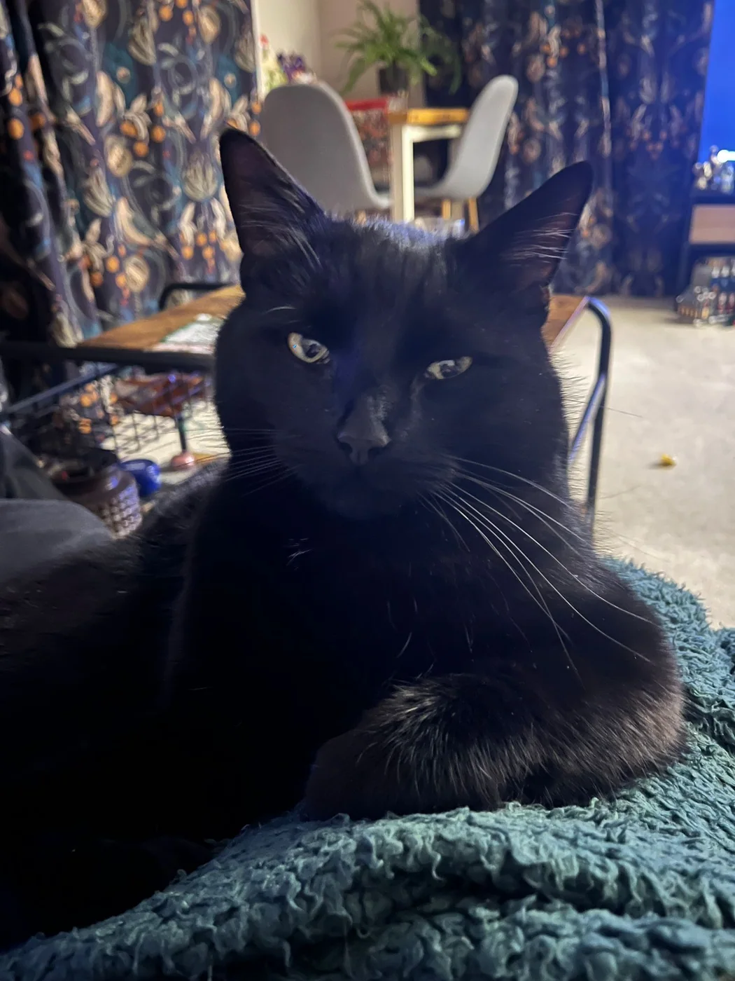 Original close portrait of Chuck, a black cat reclining on a teal blanket