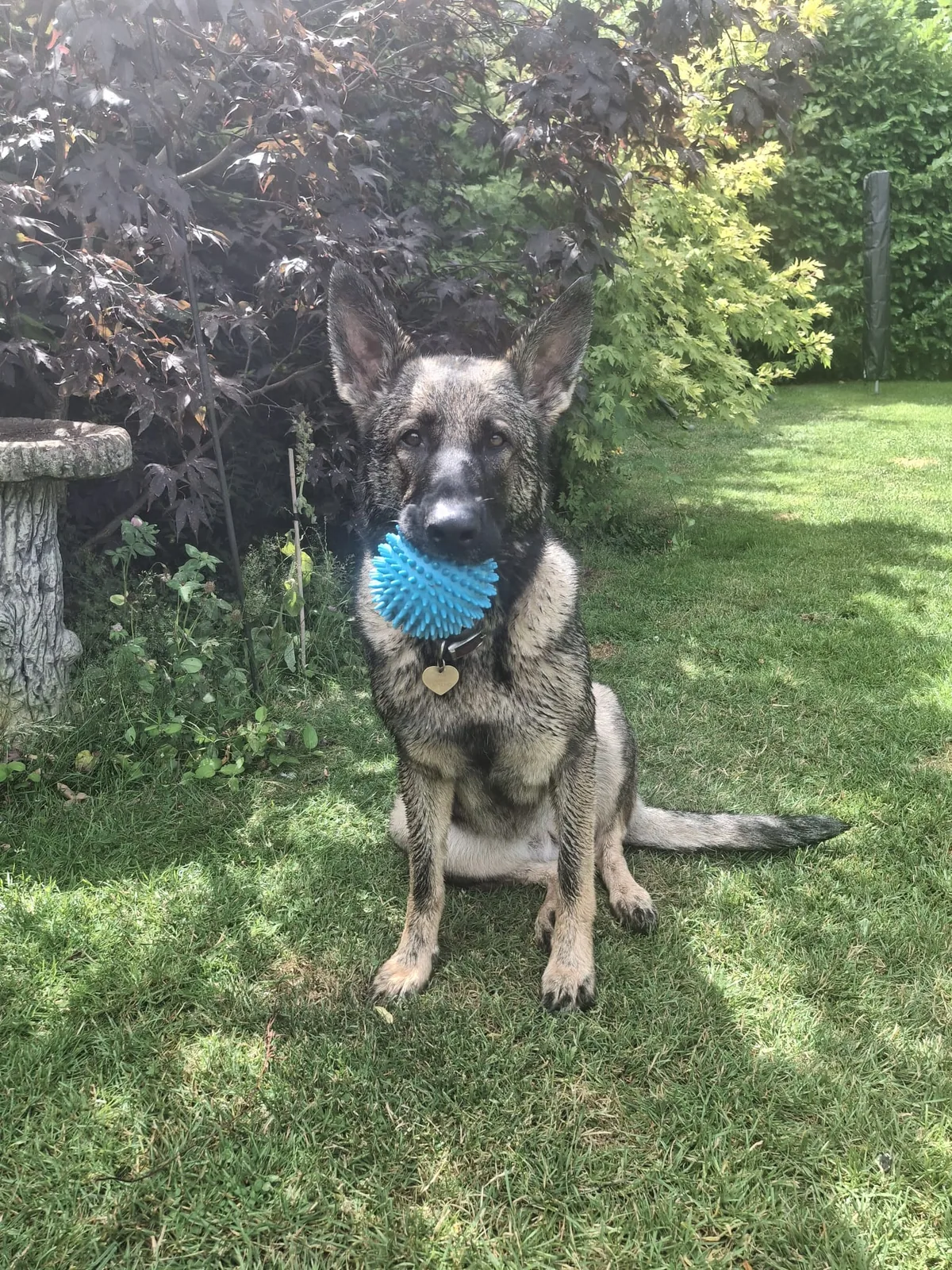 Original garden photo of Chuck, a German Shepherd