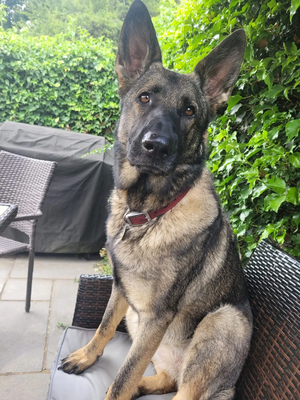 Original outdoor portrait of Eve, a German Shepherd