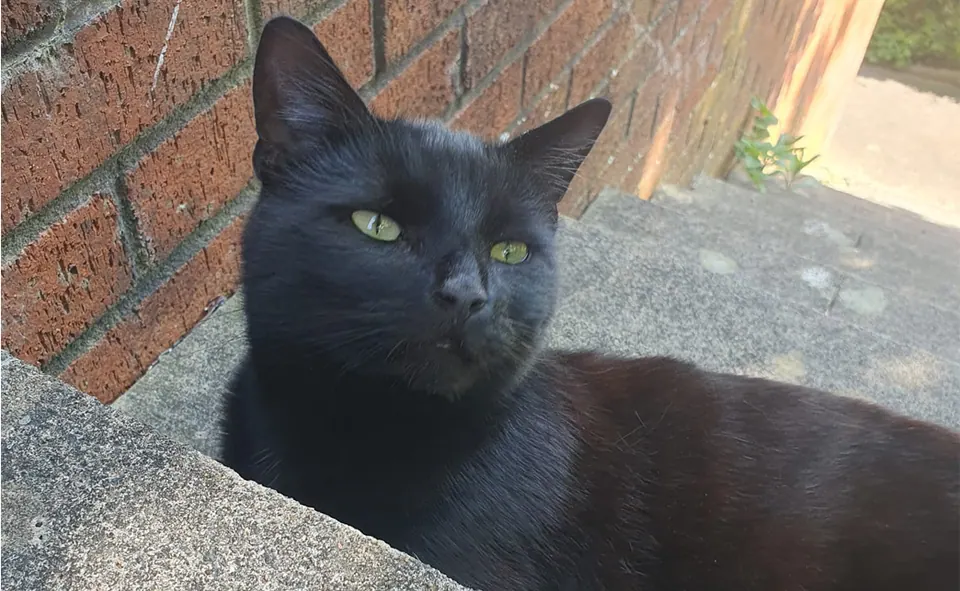 Original close photo of Chuck, a black cat looking up beside a brick wall