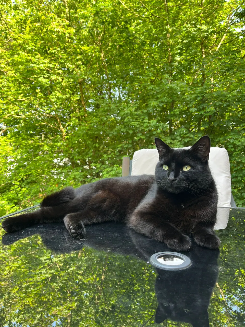 Original photo of Chuck, a black cat reclining on a glass garden table